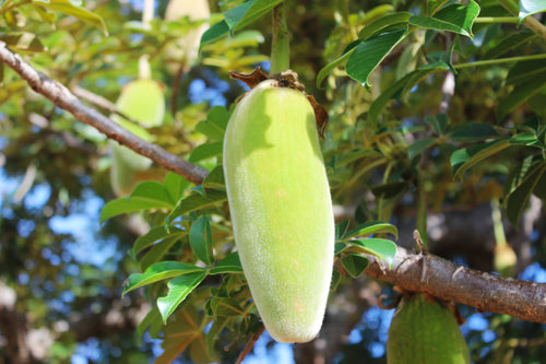 baobab fruit