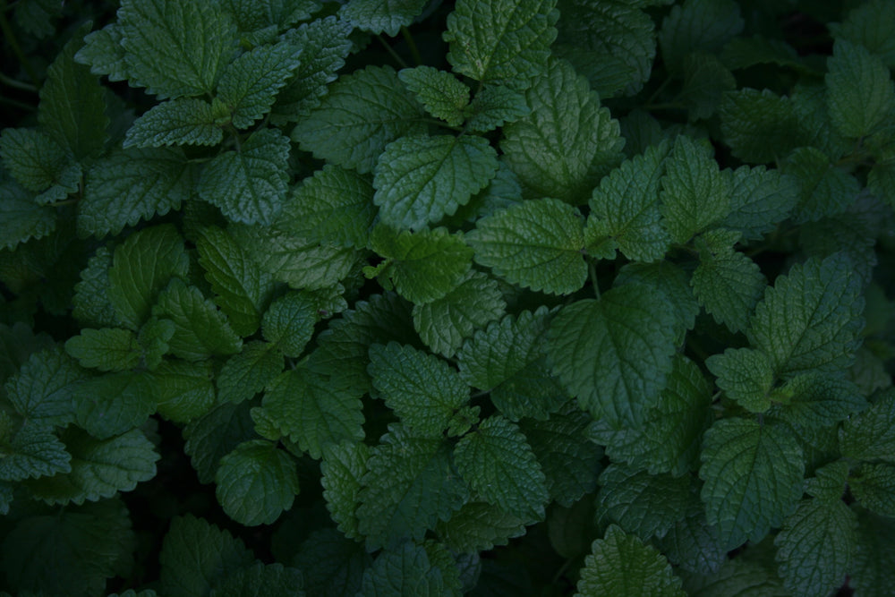 Lemon Balm: Top 3 Benefits & How to Use